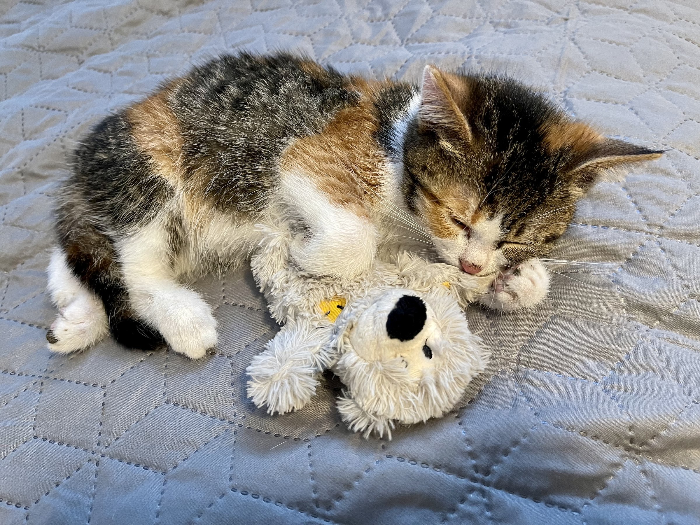 A calico kitten asleep, curled around a soft toy