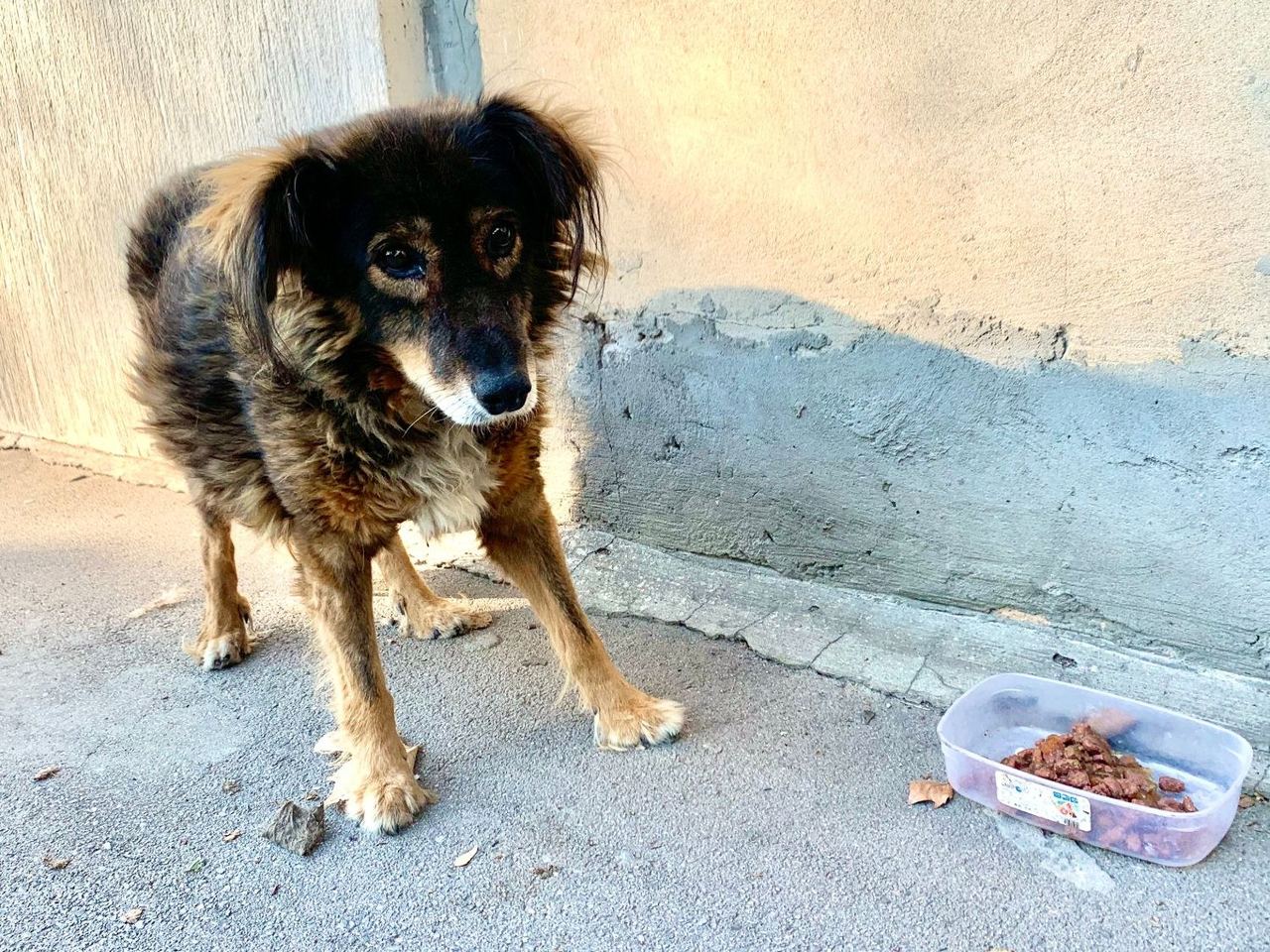 A Belgrade street dog beside a dish of food left out by a neighbour