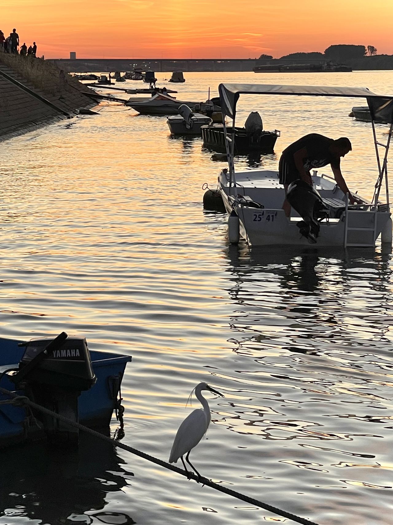 Boats moored on the Danube at the Zemun Quay at sunset